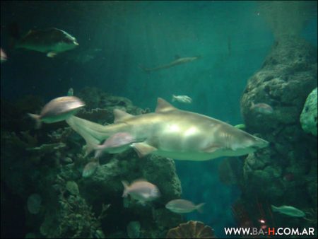 Temaiken acuario tiburones y peces