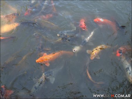 Peces Koi en el Jardín Japonés