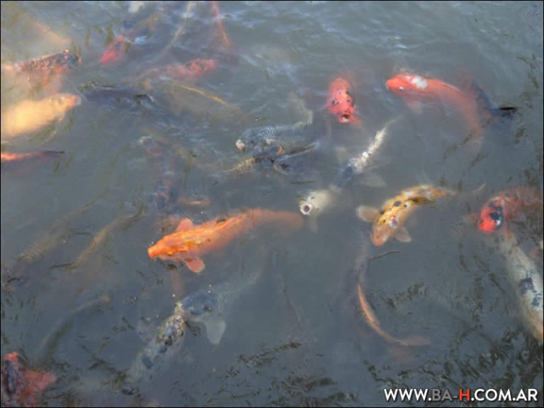 Jardín Japonés de Buenos Aires | Buenos Aires Hostels