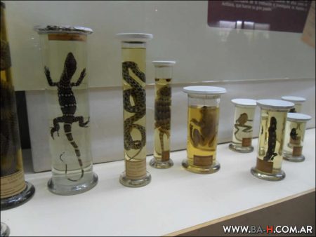 Reptiles en el Museo Argentino de Ciencias Naturales